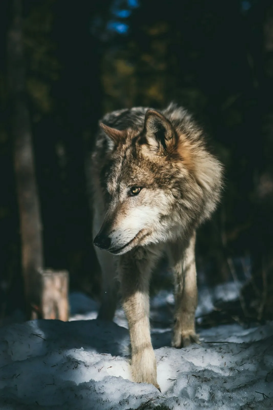 A wolf walking through snow between dark tree trunks, its head low and turned to one side, its fur grey-brown on the back and cream on the face and legs, one yellow eye catching the light.