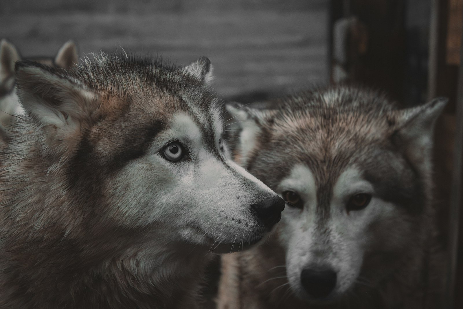 Two huskies close together in dim light: one in profile with a dark mask, a pale blue eye and a white muzzle, the other facing the camera with brown eyes, both grey, cream and tan.