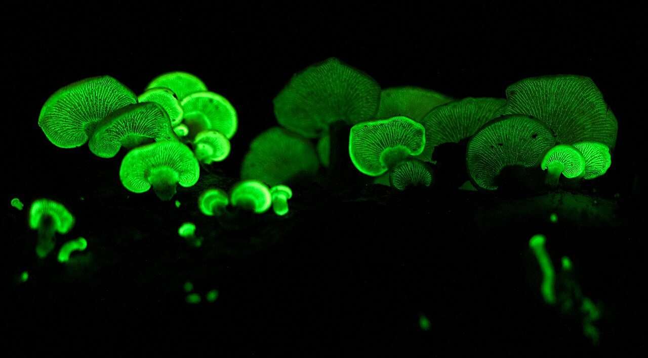 Small fan-shaped fungi glowing bright green on a piece of wood in the dark.