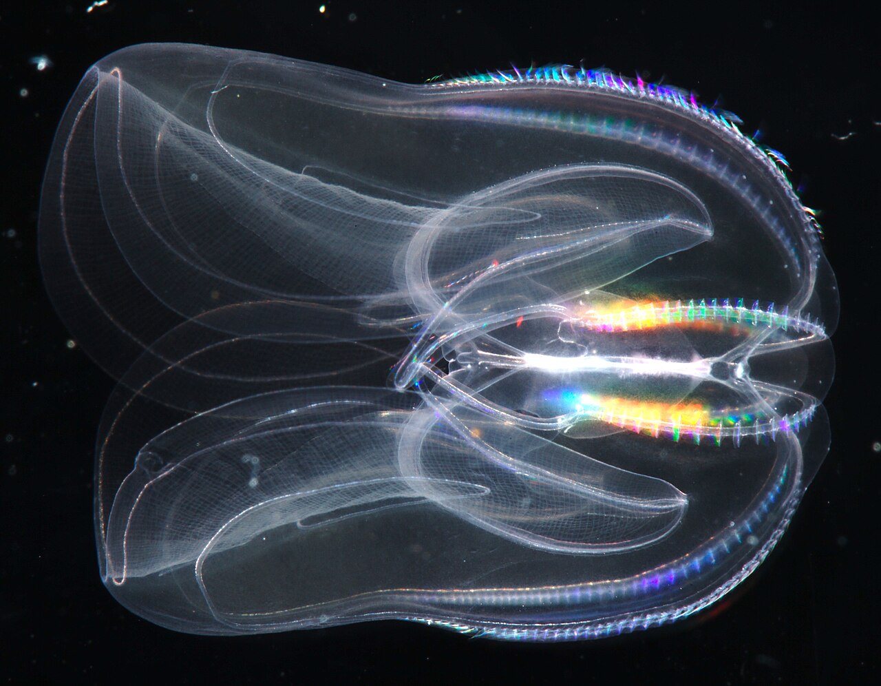 A comb jelly against black, clear as glass, with rainbow colours along its rows of combs.