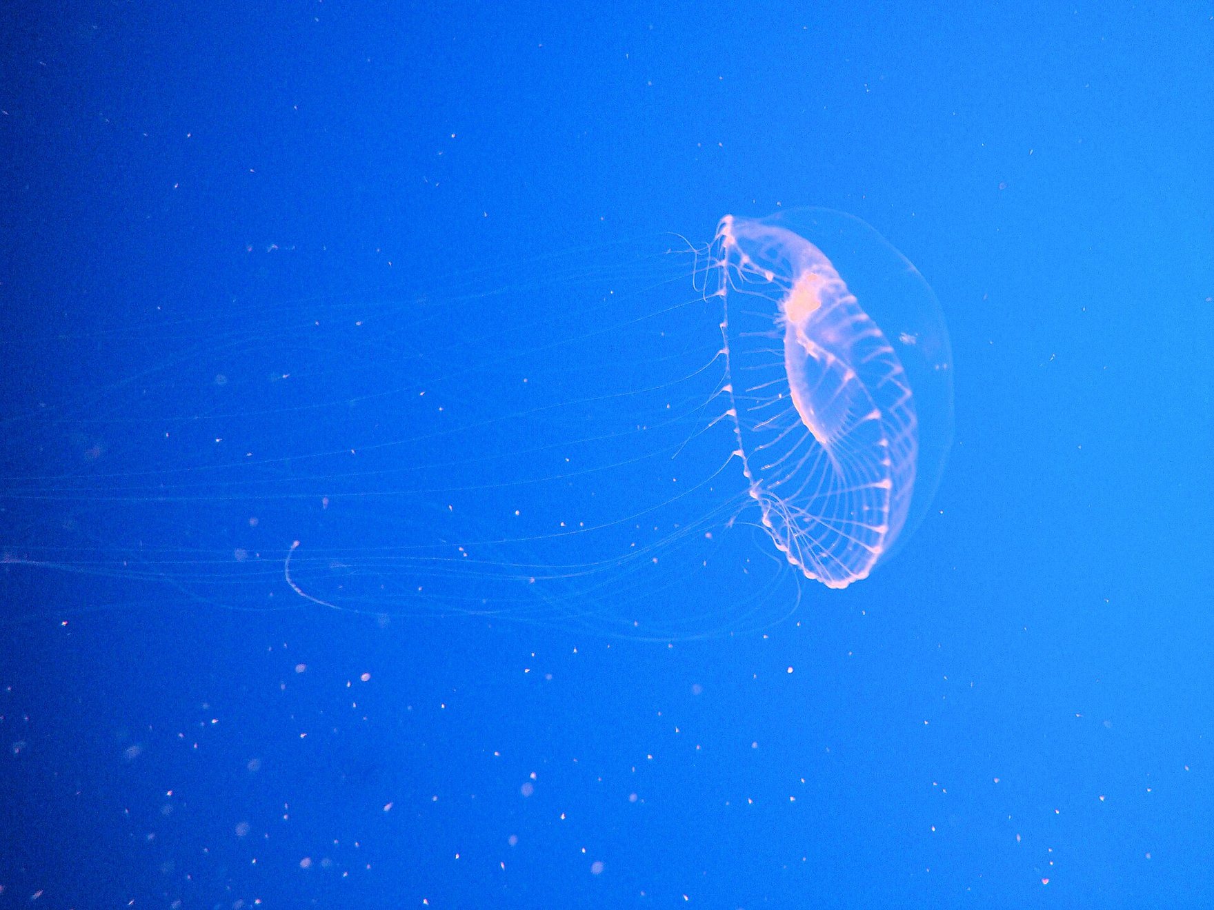 A crystal jelly at the Monterey Bay Aquarium, almost clear in bright blue water, with its ring of fine canals and its long thin tentacles showing.