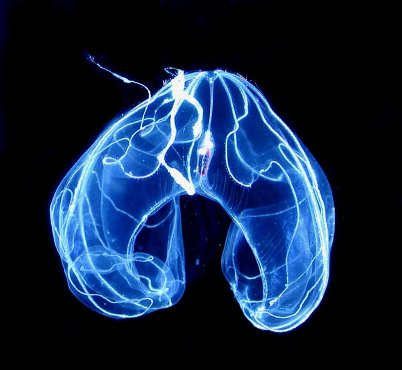 A comb jelly from the deep sea, clear and lit pale blue against black.