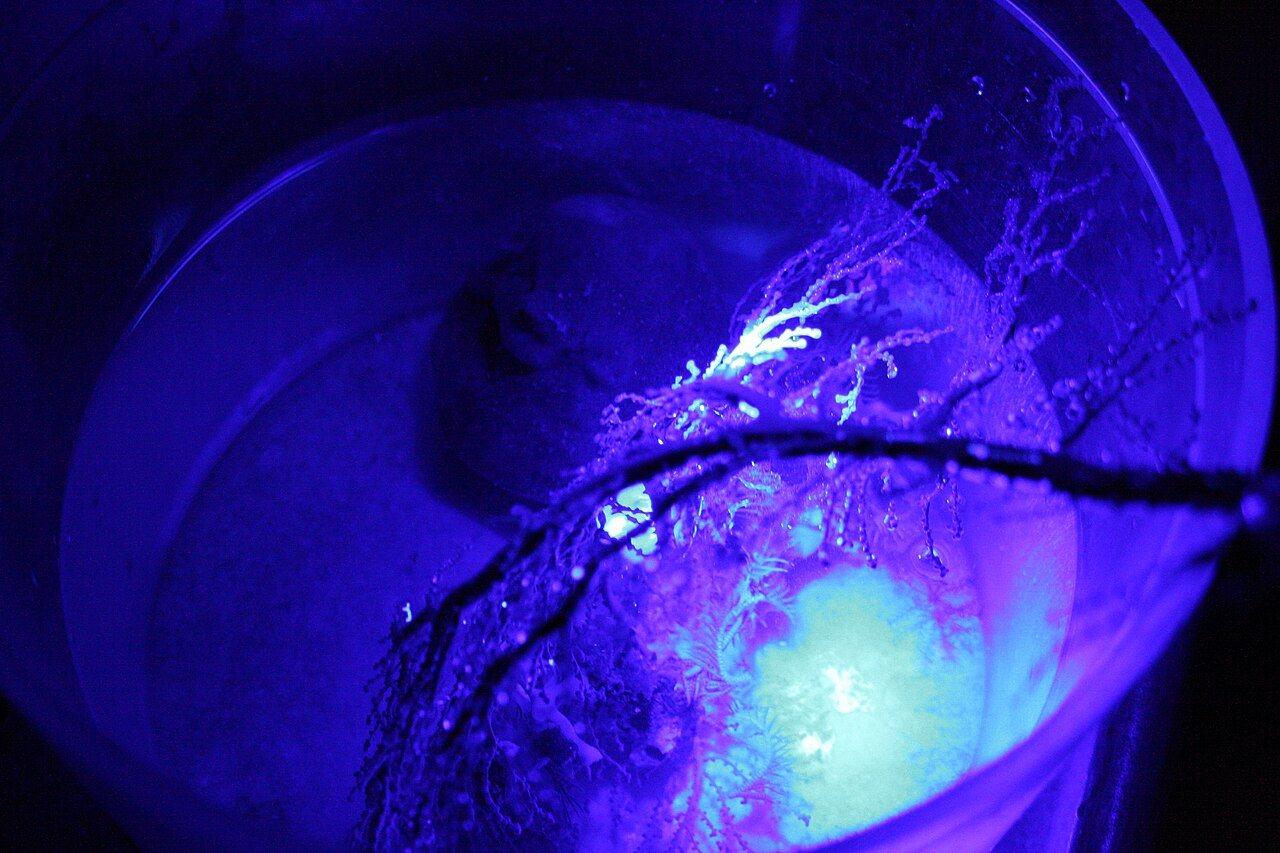 Deep-sea coral and feather stars glowing blue in the dark, on a NOAA expedition in the North Atlantic.