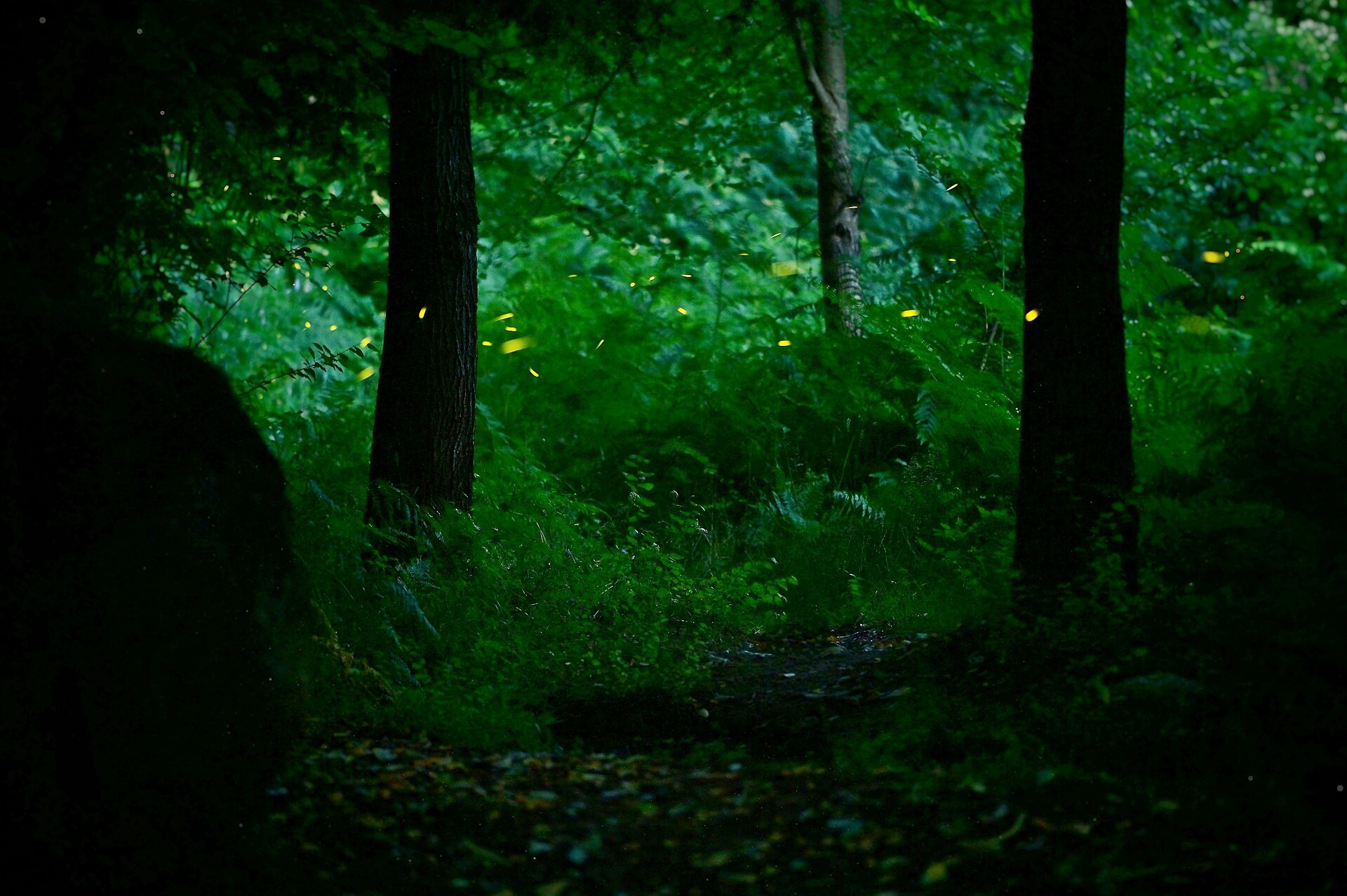 Fireflies glowing as small yellow-green lights among the trees and ferns of a forest at dusk, on Mount Paggaio in Greece.