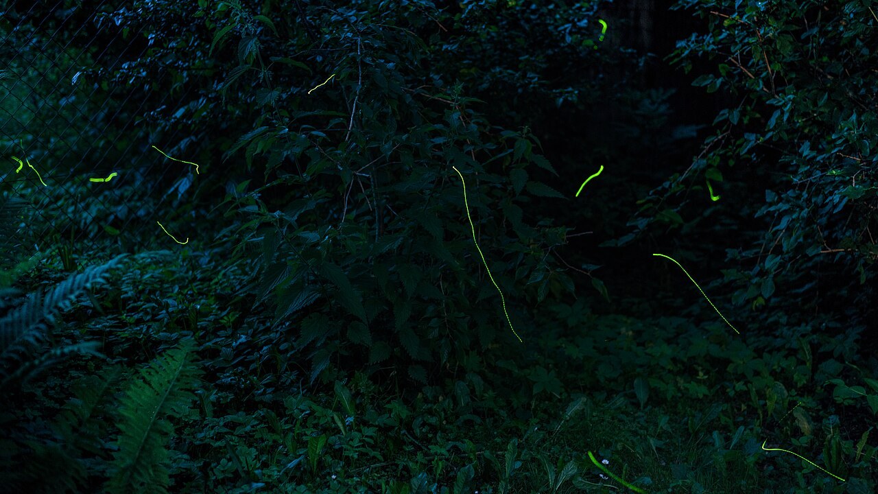 Fireflies drawing thin yellow-green trails through a dark garden of ferns and leaves, in a long exposure.