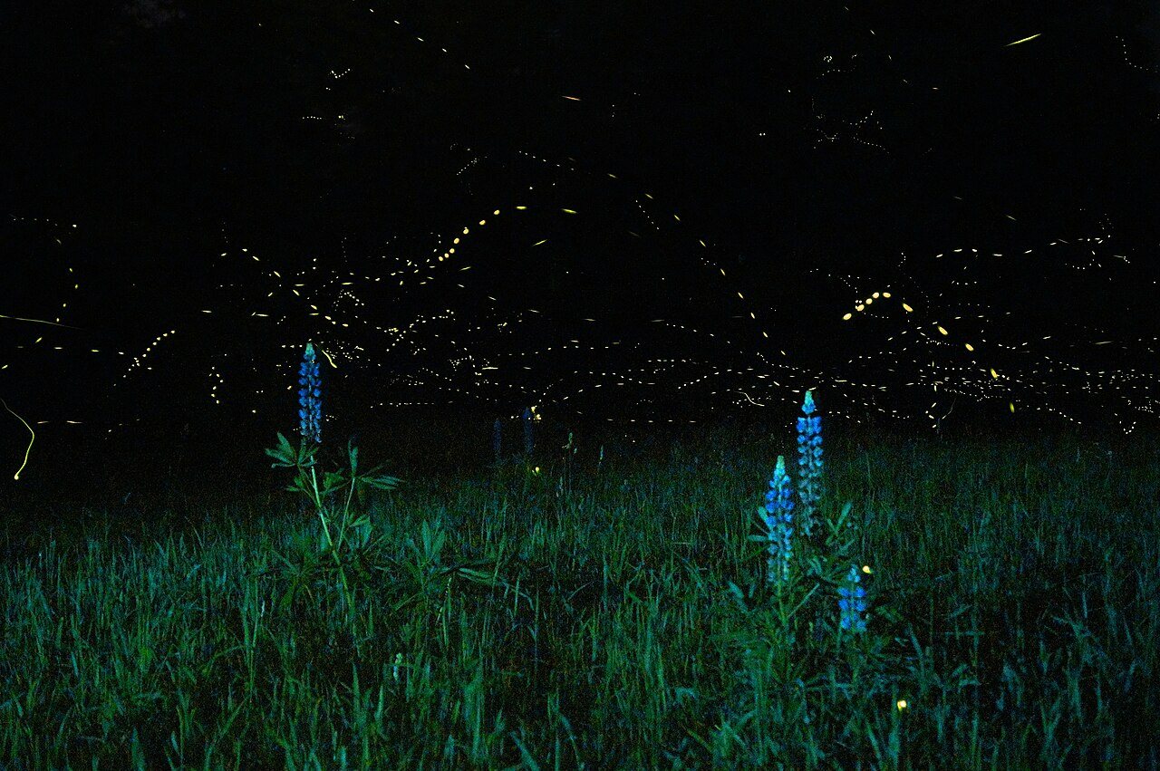 Fireflies over a field of lupines at night in Maine, in a long exposure, each light a small dot or streak.