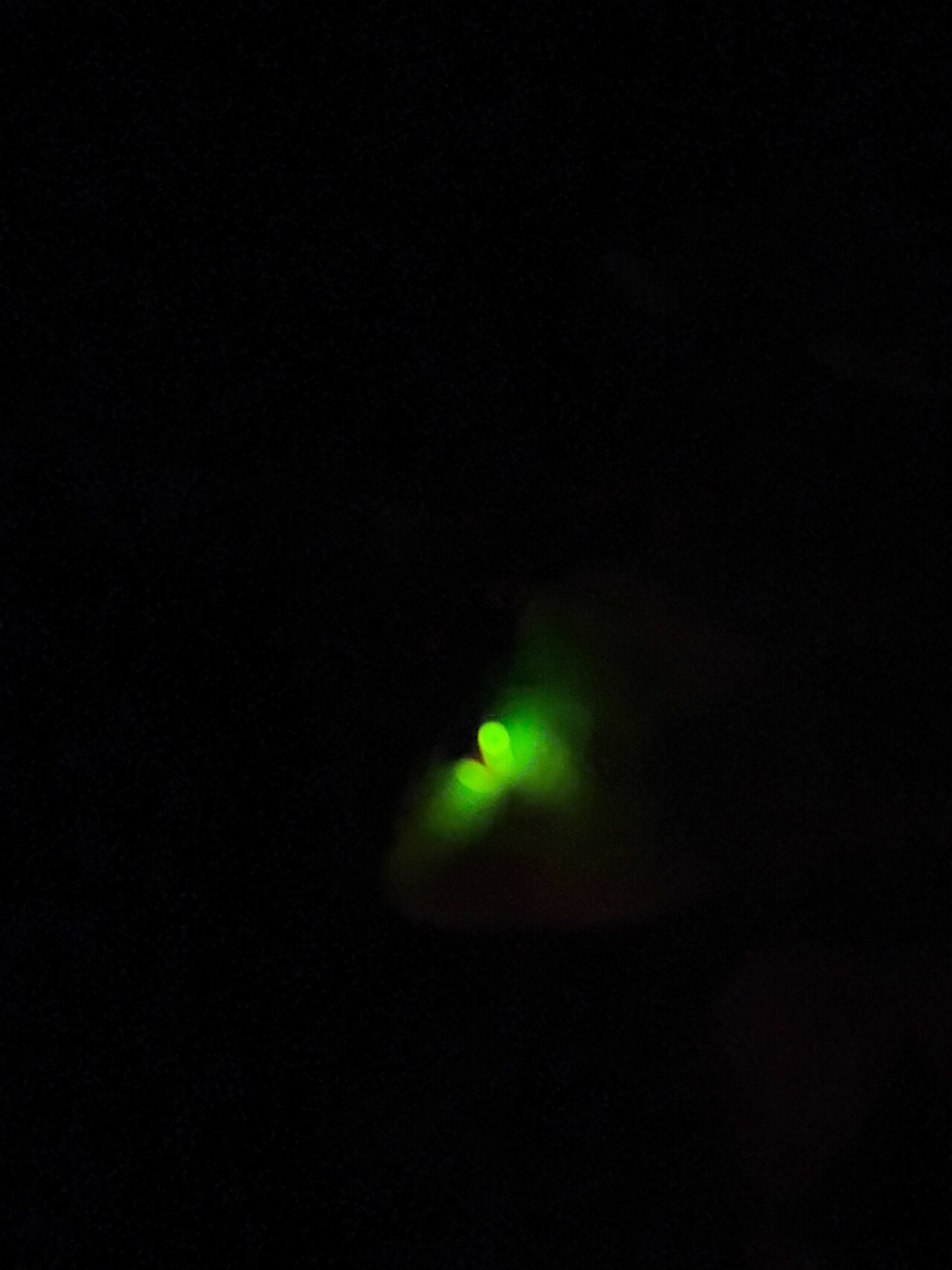 A single firefly glowing green on a leaf in the dark, in Japan.