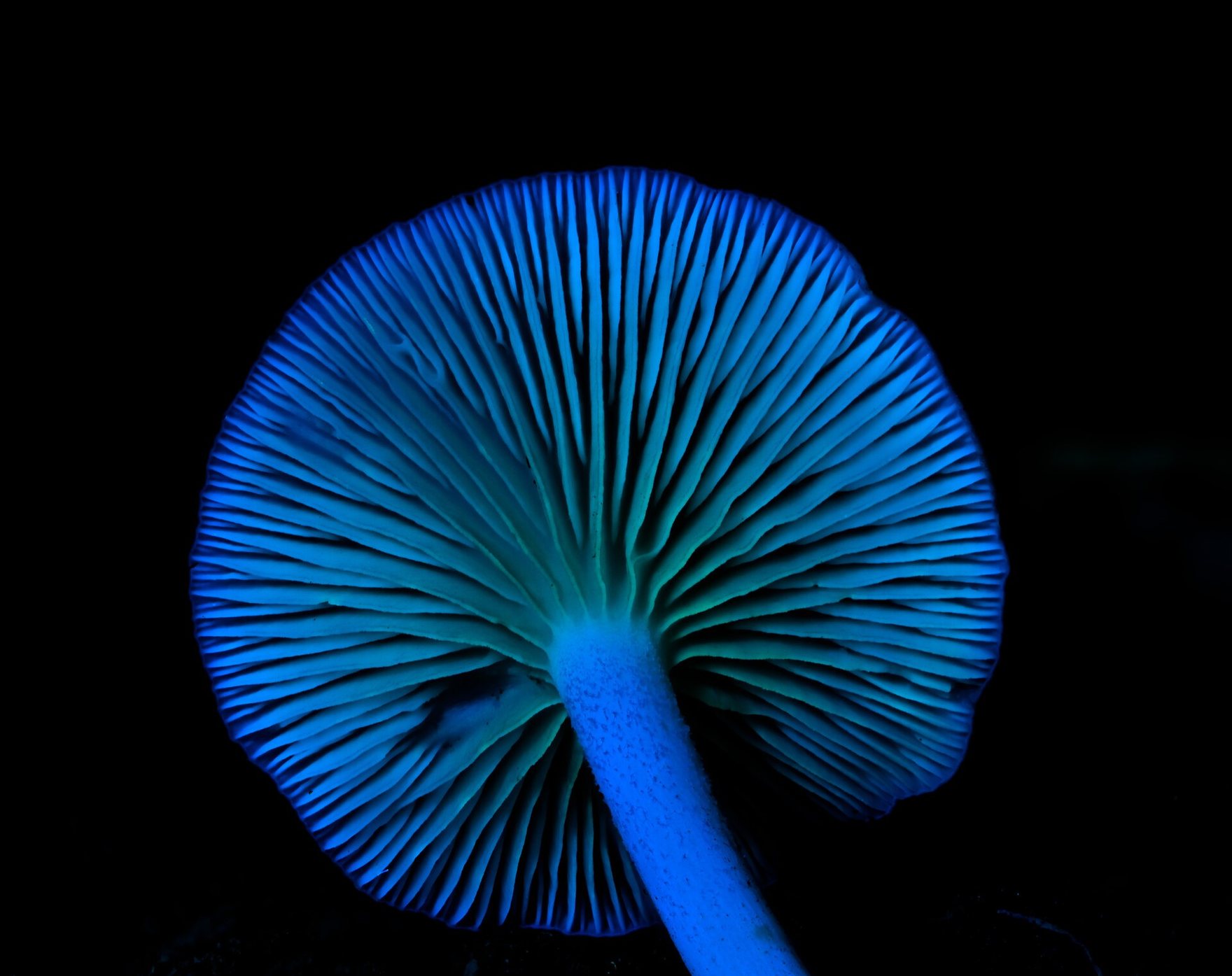 A mushroom seen from below under ultraviolet light, its gills and stem glowing blue, in Medellín, Colombia.