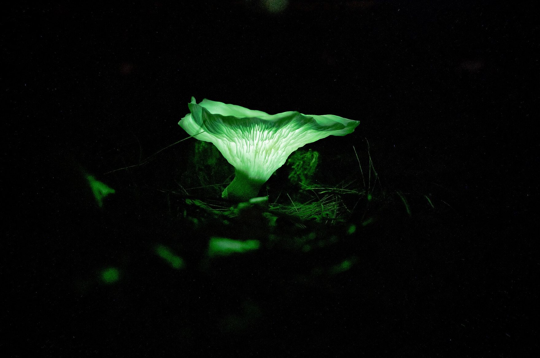 A ghost mushroom glowing pale green in the dark, in Olney State Forest, New South Wales, Australia. It is many photographs taken at different focus, stacked into one so all of it is sharp.