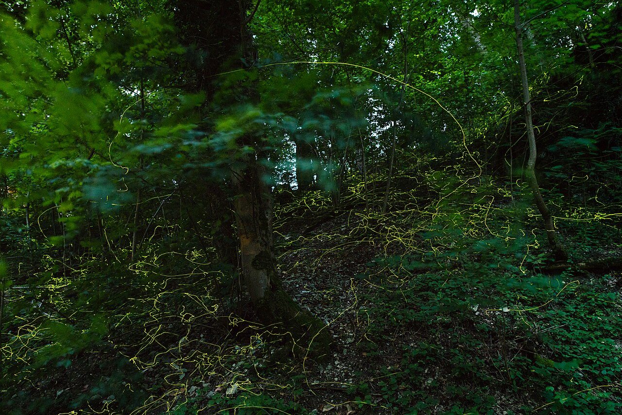 Half a minute of glow-worms flying low over a forest floor at night, each one drawn by the long exposure as a thin line of yellow-green light.