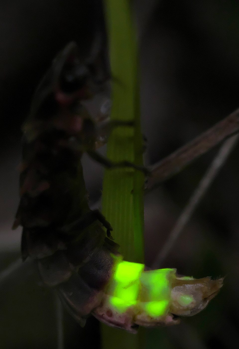 A female glow-worm holding on to a grass stem at night, the end of her body lit bright yellow-green. Photographed at Ketton Quarries in Rutland, in England.