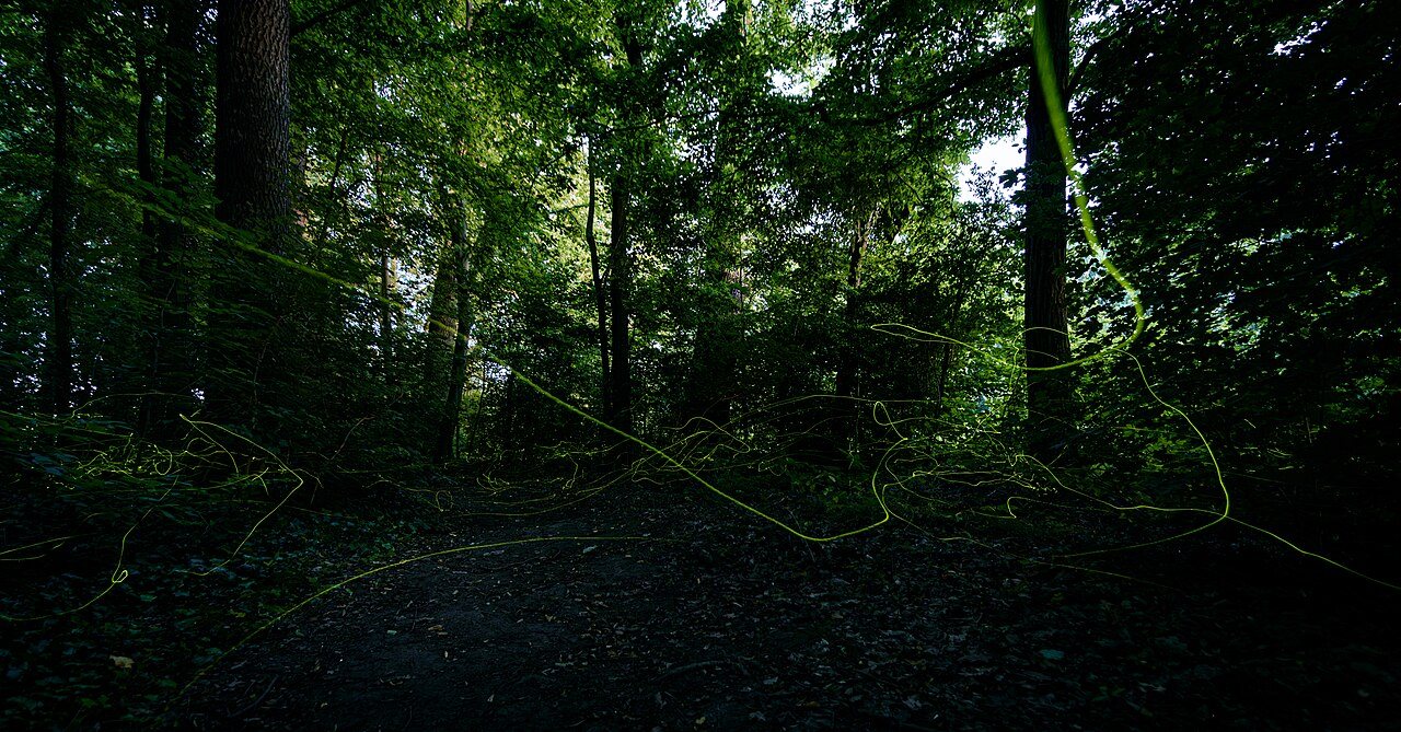 A dark green wood at night with the light trails of flying glow-worms crossing it, in a long exposure.