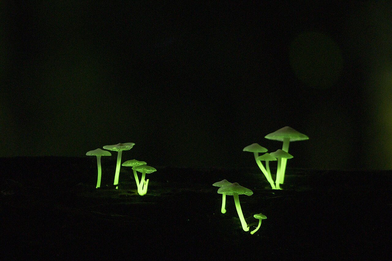 Small mushrooms glowing green on dark ground at night, in the Western Ghats in India.