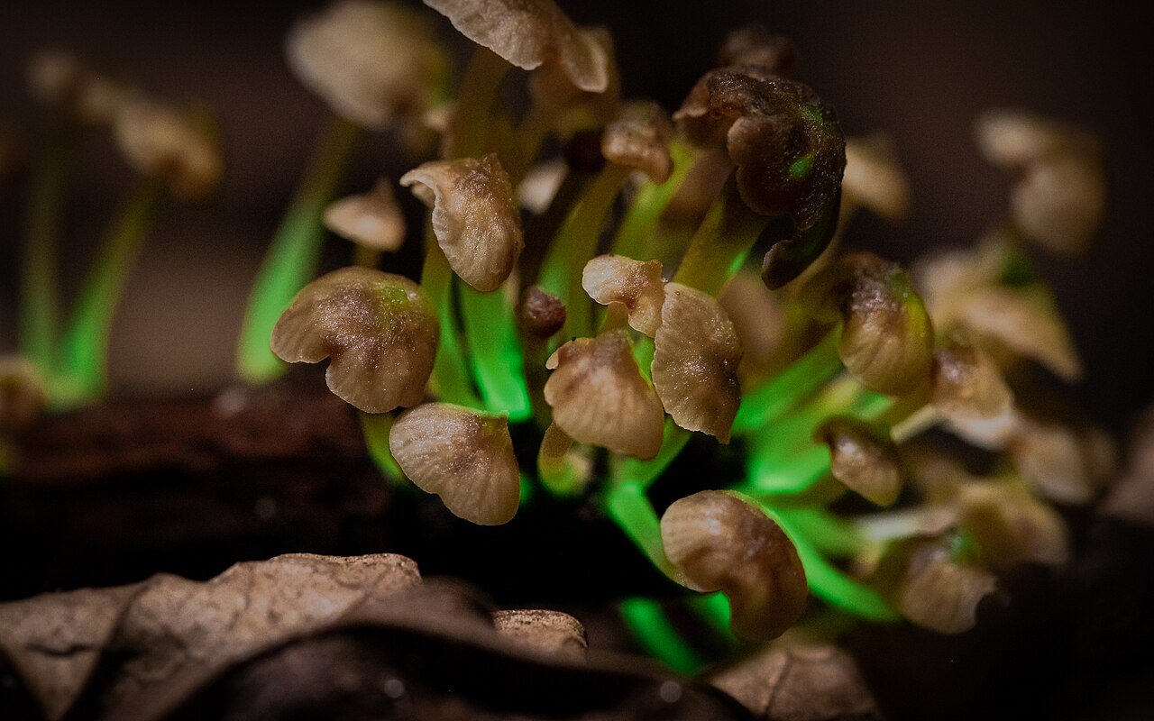A cluster of small brown mushrooms whose stems glow green, in the Atlantic Forest in Brazil.