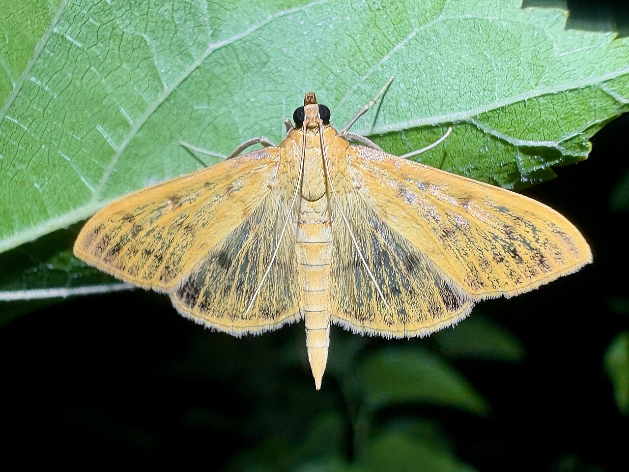 A pale yellow moth with its wings spread, resting on the underside of a leaf at night, in Japan.