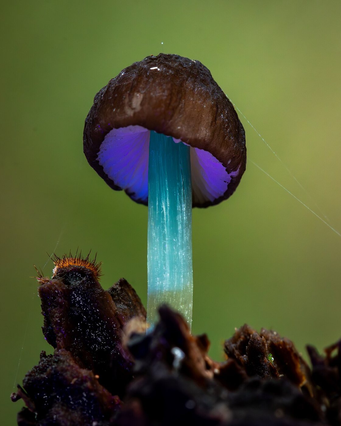 A small brown mushroom under ultraviolet light, its stem glowing turquoise and the underside of its cap violet.