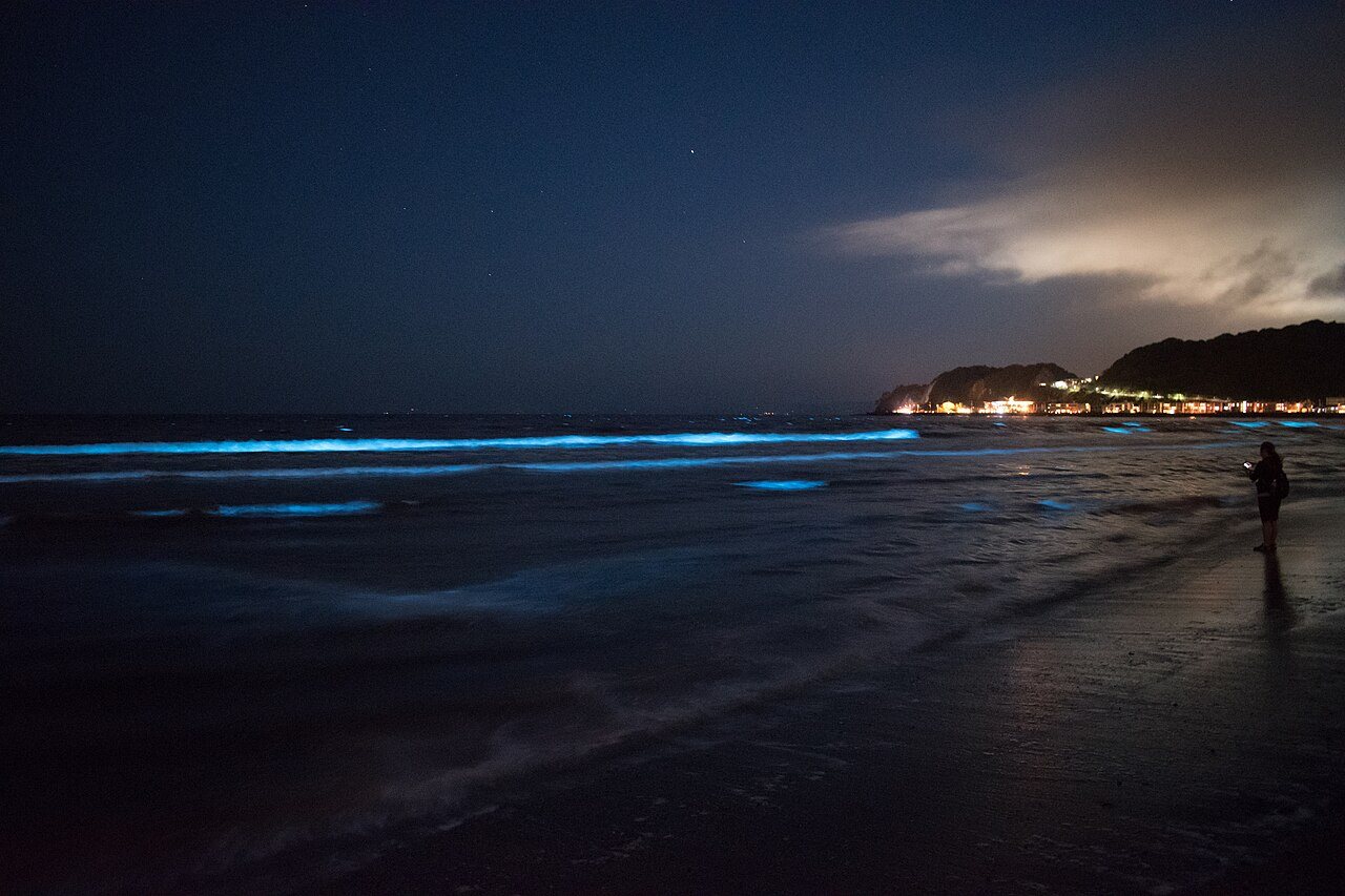 Waves glowing blue with sea sparkle on Yuigahama Beach in Kamakura, Japan, at night.