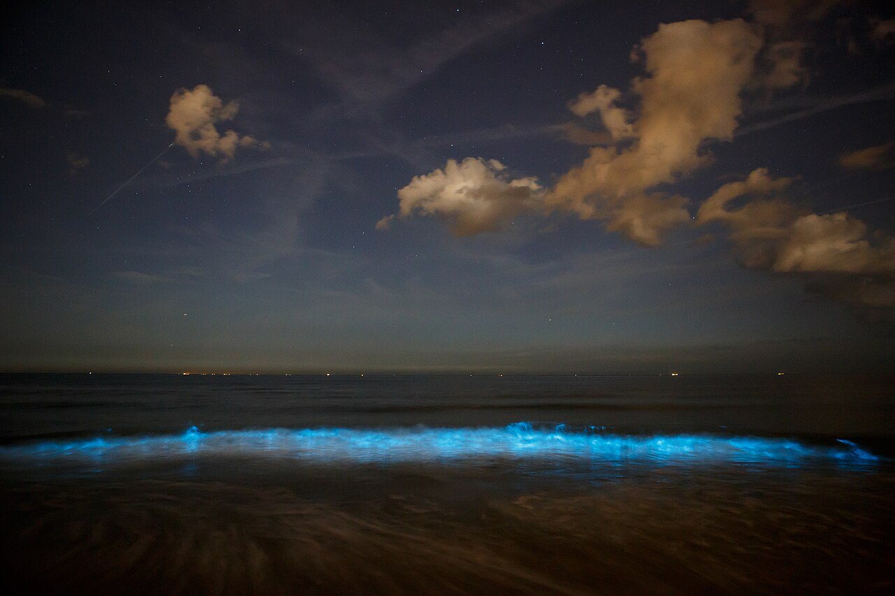A beach at night under clouds, with the edge of every wave glowing bright blue.